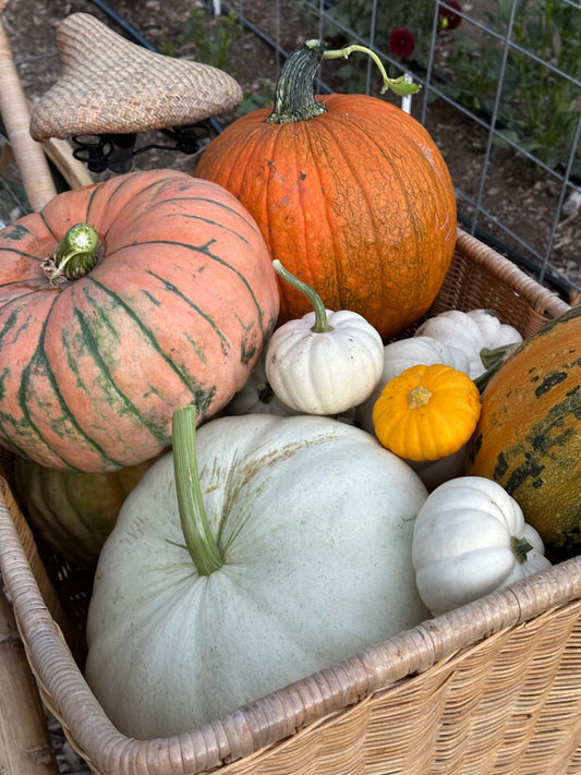 Pumpkin U-Pick | Monday, Sept 29 - 5:30-7:30 PM