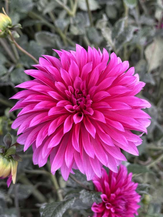 Bloomquist Pinwheel | Dahlia Tuber – La Finca Flower Farm