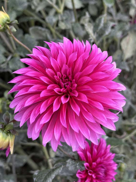 Bloomquist Pinwheel | Dahlia Tuber