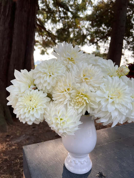 Bloomquist Snowy | Dahlia Tuber