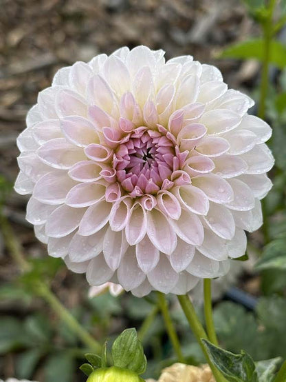 Bloomquist Tory P | Dahlia Tuber
