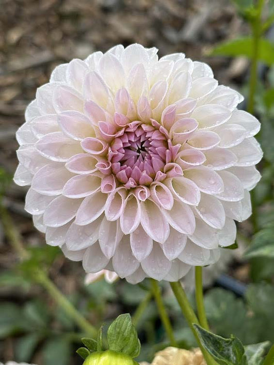 Bloomquist Tory P | Dahlia Tuber