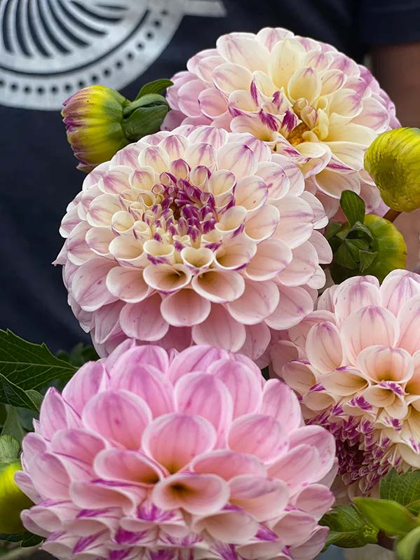 Bloomquist Wonderful | Dahlia Tuber