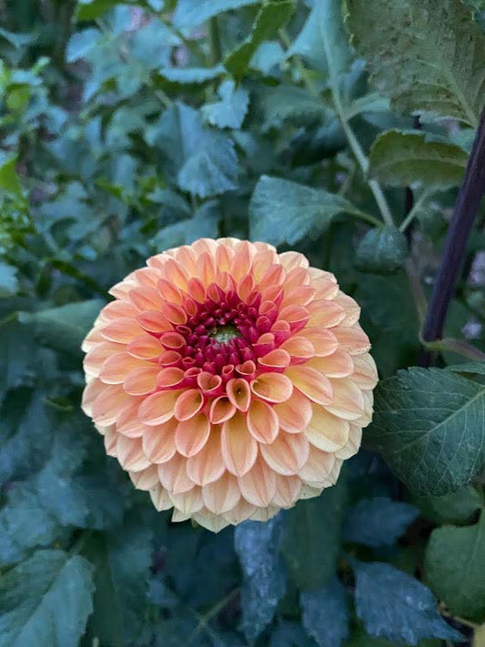 Bonanza | Dahlia Tuber