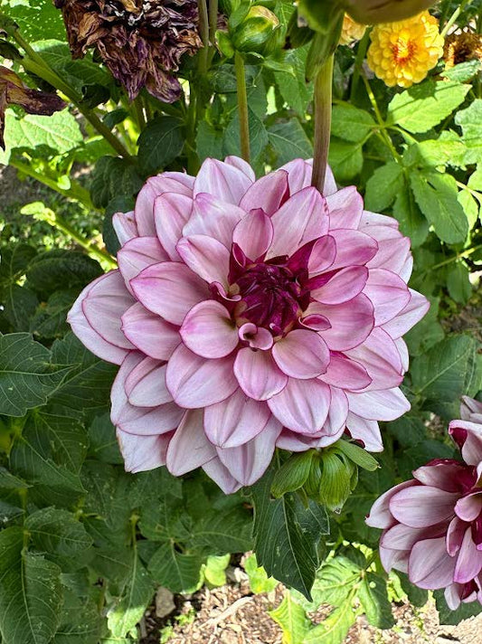 Creme De Cassis | Dahlia Tuber