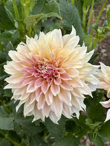 Cafe Au Lait | Dahlia Tuber