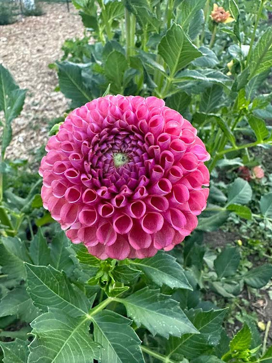 Caitlin’s Joy | Dahlia Tuber