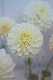 RM Canoodle | Dahlia Tuber