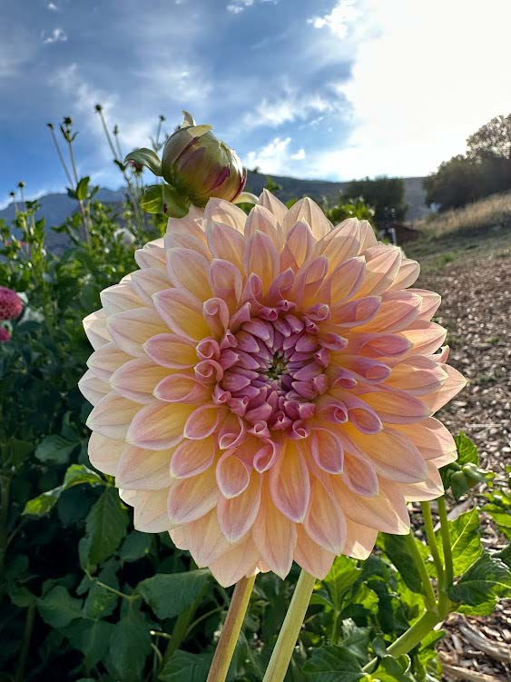 Castle Drive | Dahlia Tuber