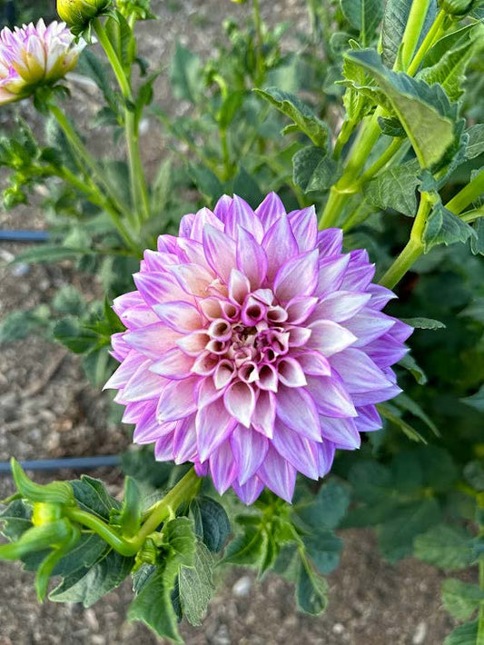 Clearview Debby | Dahlia Tuber