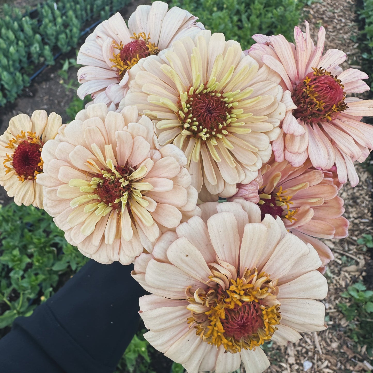 Cut Flower Garden Workshop | Thursday, Apr 16 - 6:00-8:00 PM