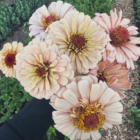 Cut Flower Garden Workshop | Thursday, Apr 16 - 6:00-8:00 PM