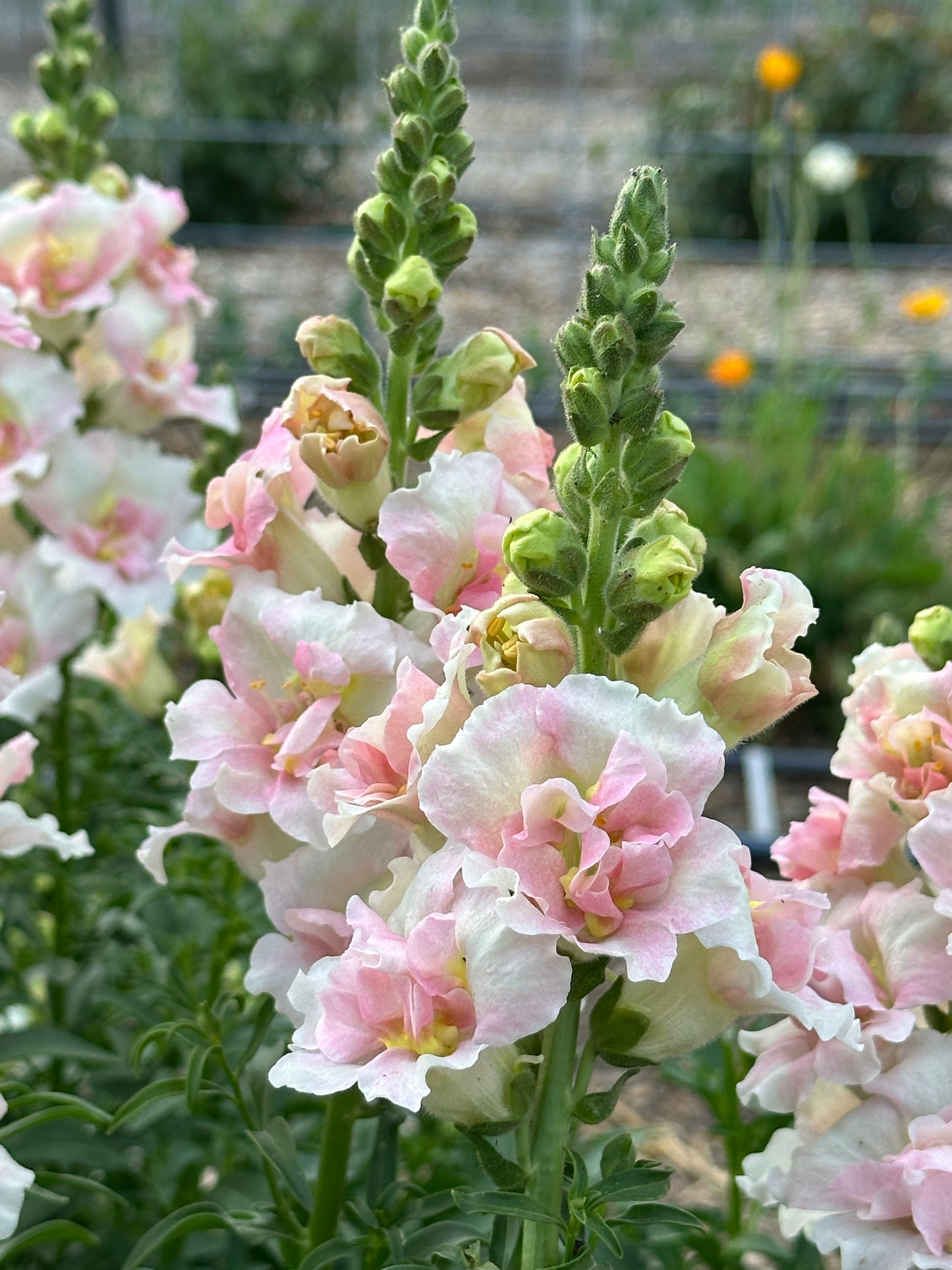 Cut Flower Garden Workshop | Thursday, Apr 16 - 6:00-8:00 PM