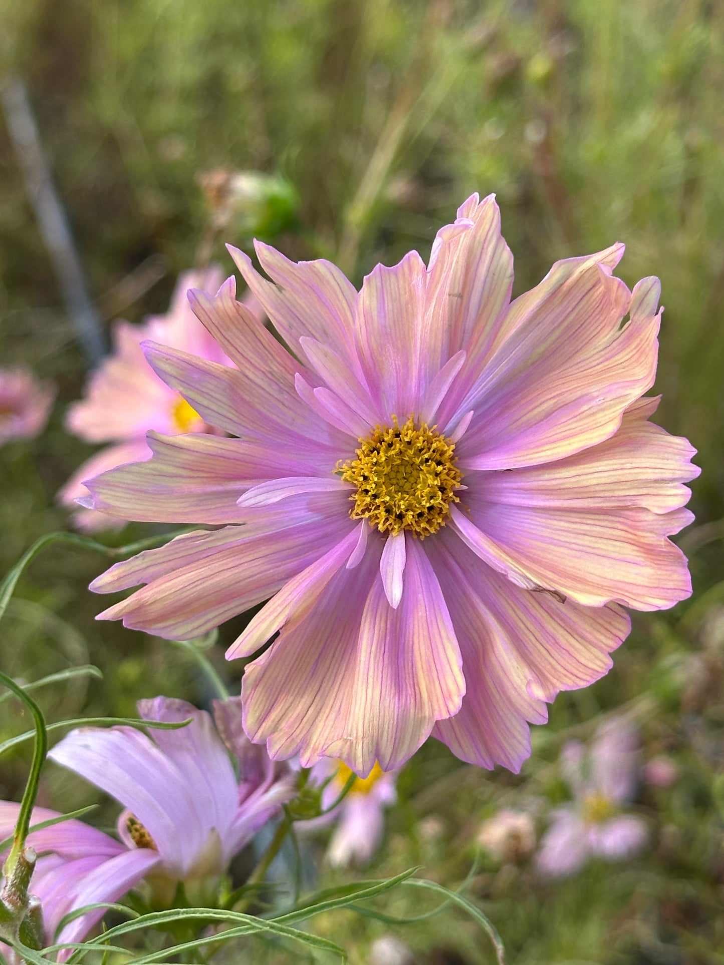 Cut Flower Garden Workshop | Thursday, Apr 16 - 6:00-8:00 PM