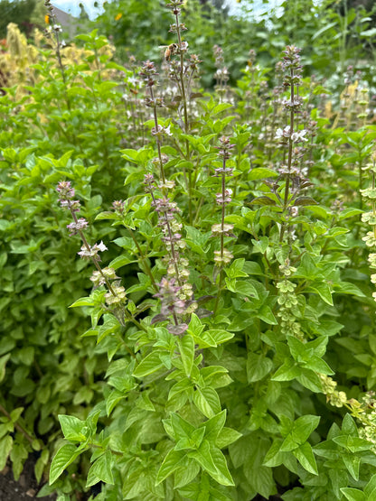 Cut Flower Garden Workshop | Thursday, Apr 16 - 6:00-8:00 PM