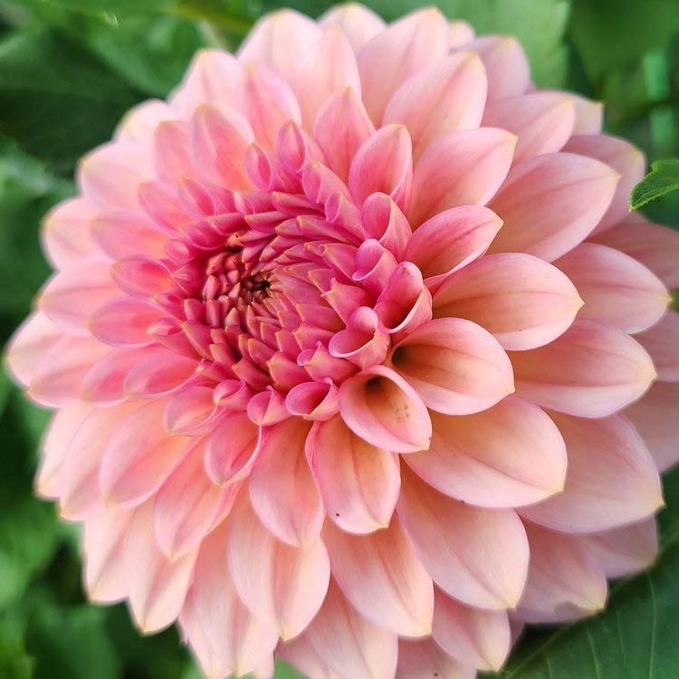 20th Ave Pink Cloud | Dahlia Tuber – La Finca Flower Farm