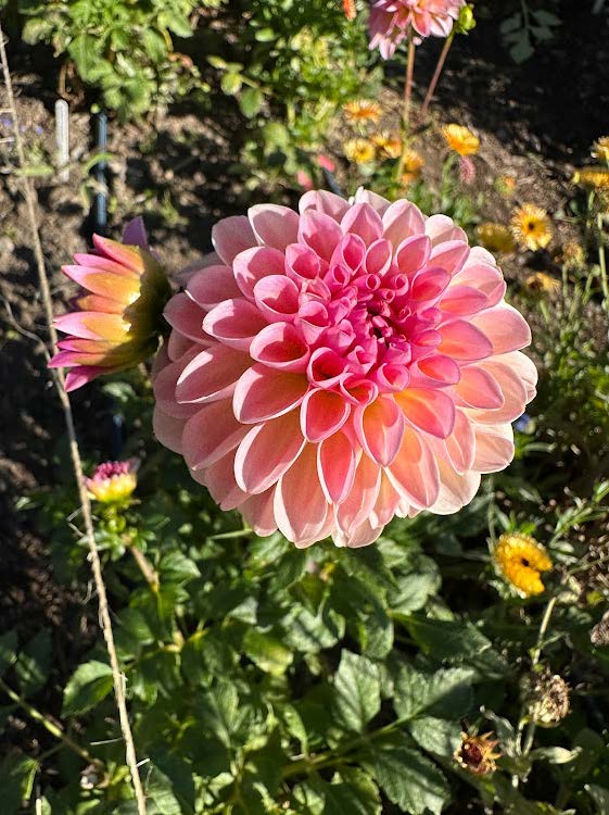 Esli | Dahlia Tuber