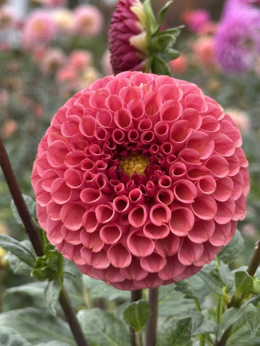 Ferncliff Rusty | Dahlia Tuber