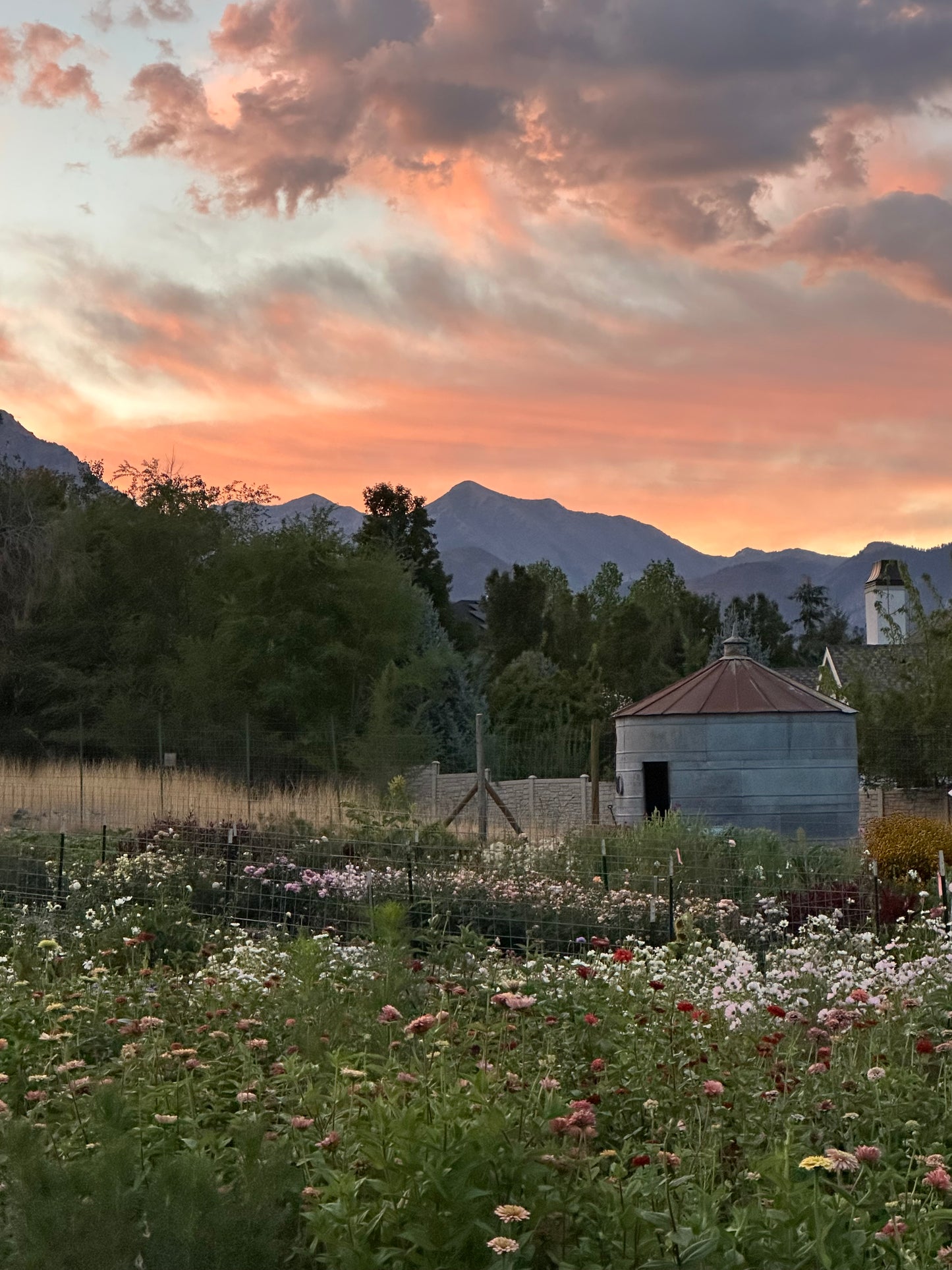 Flower U-Pick | Monday, Oct 6 - 5:30-7:30 PM