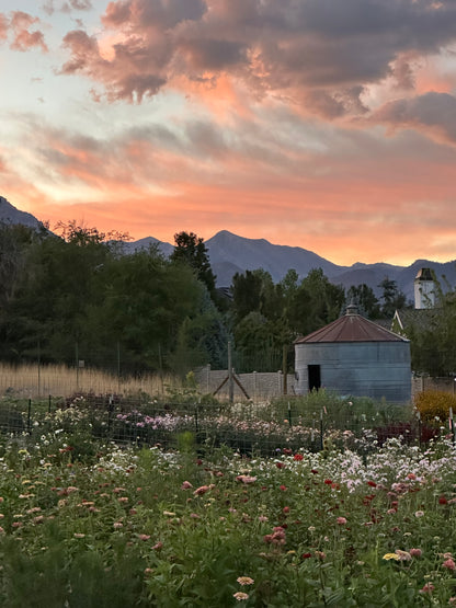 Flower U-Pick | Monday, Oct 6 - 5:30-7:30 PM