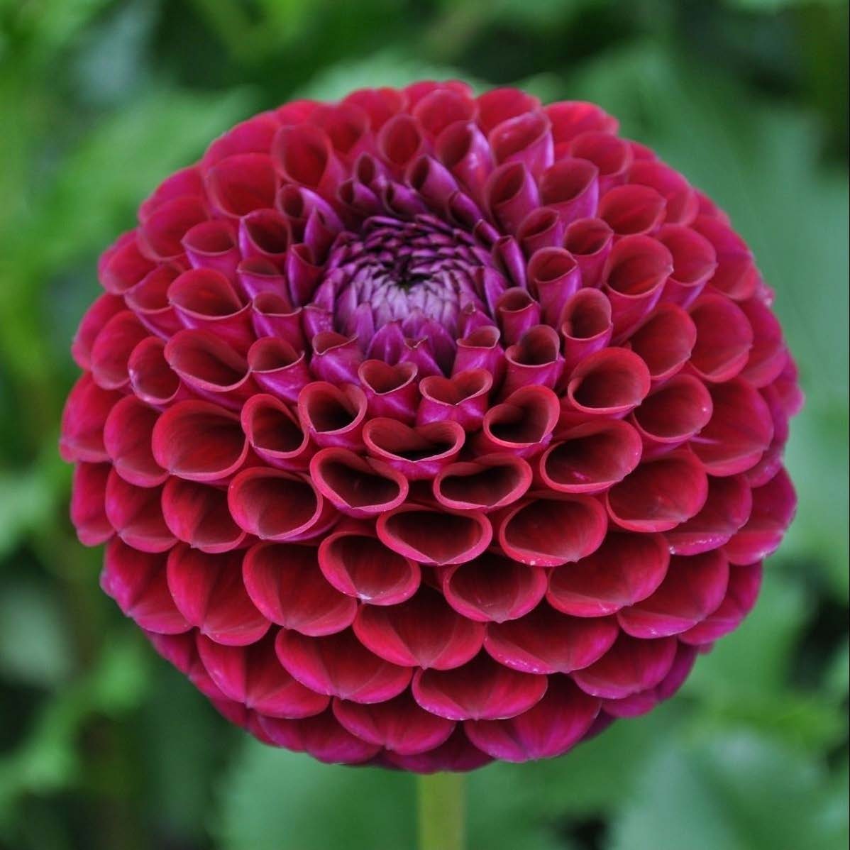 Ivanetti | Dahlia Tuber – La Finca Flower Farm
