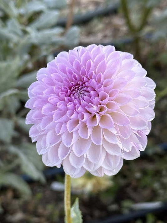 Just Lucas | Dahlia Tuber