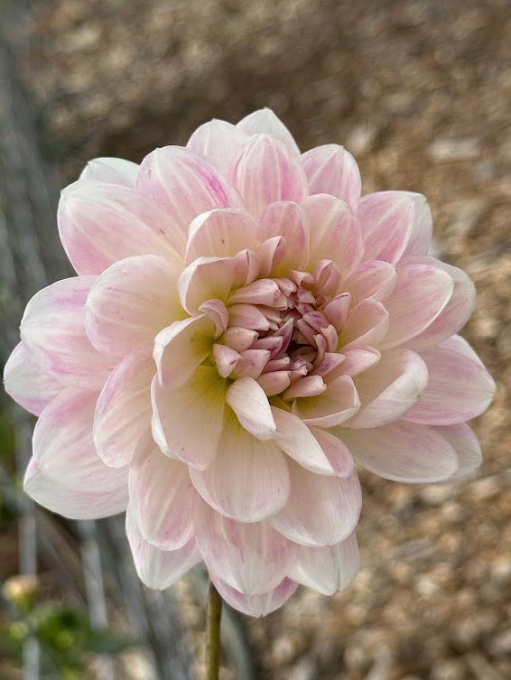 Kelgai Ann | Dahlia Tuber – La Finca Flower Farm