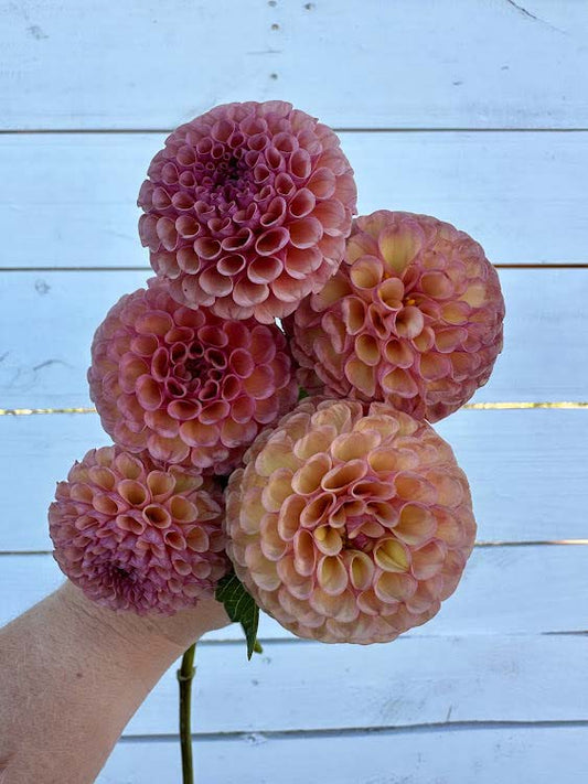 Koko Puff | Dahlia Tuber