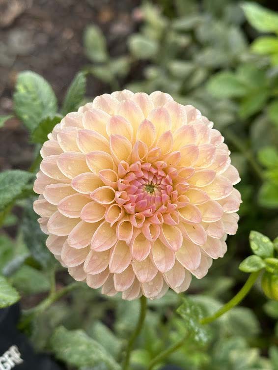 L.A.T.E. | Dahlia Tuber