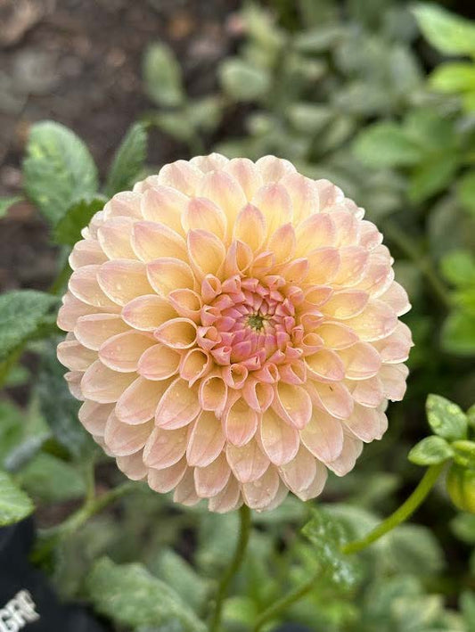 L.A.T.E. | Dahlia Tuber