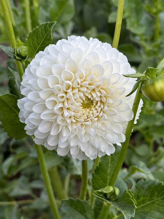 L'ancresse | Dahlia Tuber