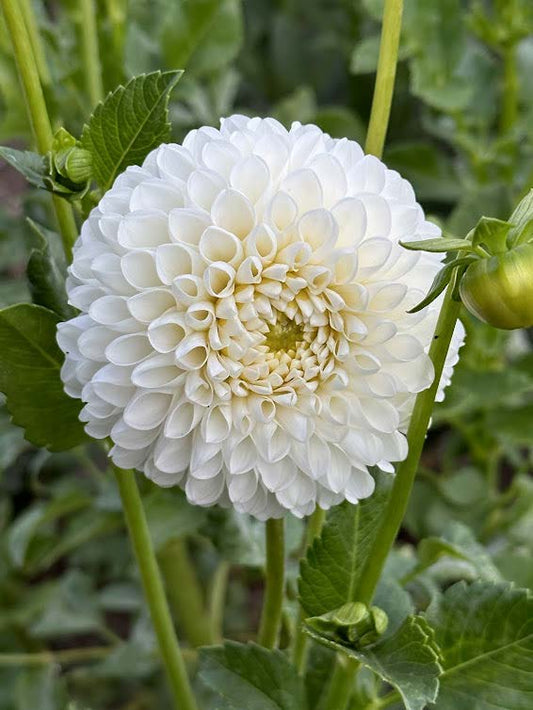 L'ancresse | Dahlia Tuber