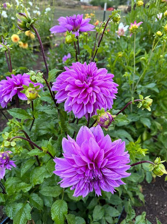 Lilac Time | Dahlia Tuber