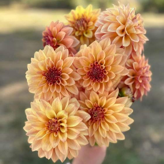 Miss Amara | Dahlia Tuber