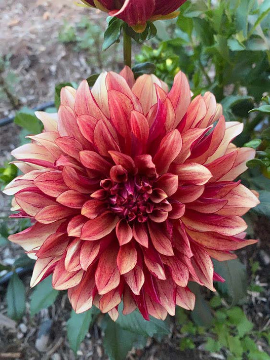 Miss Brandy | Dahlia Tuber