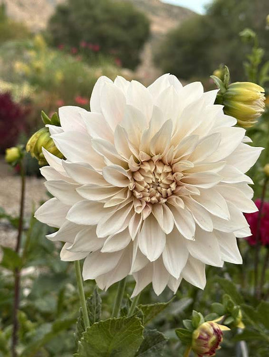 Marryn's Mamawo & Popo | Dahlia Tuber