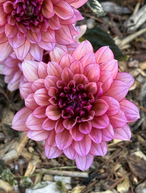 Molly Raven | Dahlia Tuber