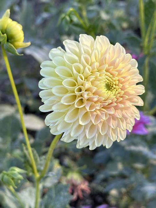 Skipley Moonglow | Dahlia Tuber