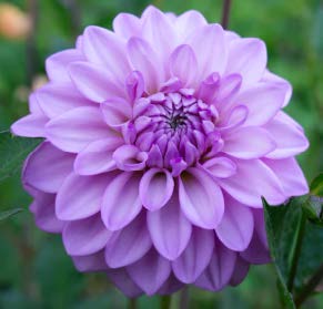 RM Moonlight | Dahlia Tuber