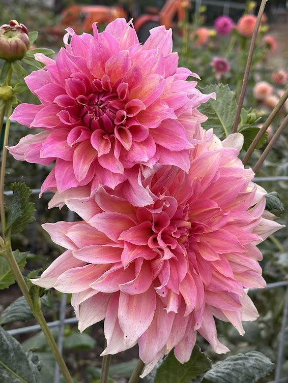 Otto's Thrill | Dahlia Tuber