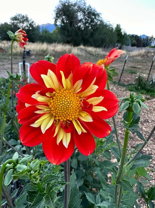 Pooh | Dahlia Tuber