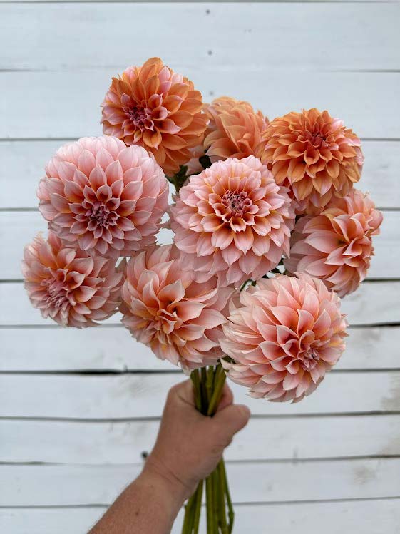 Peaches N Cream | Dahlia Tuber