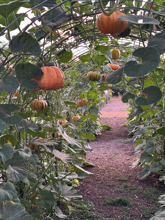 Pumpkin U-Pick | Monday, Oct 6 - 5:30-7:30 PM