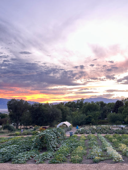 Pumpkin U-Pick | Monday, Oct 6 - 5:30-7:30 PM