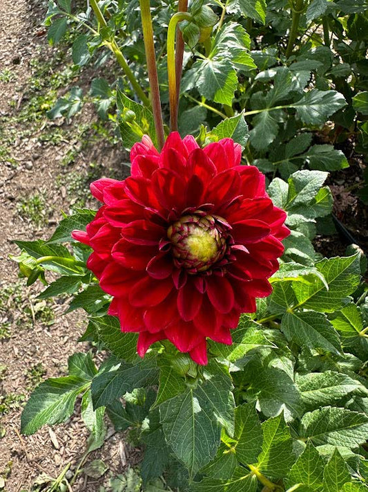 Red Runner | Dahlia Tuber