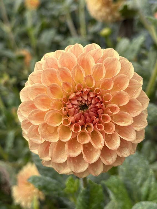 Ryecroft Jill | Dahlia Tuber