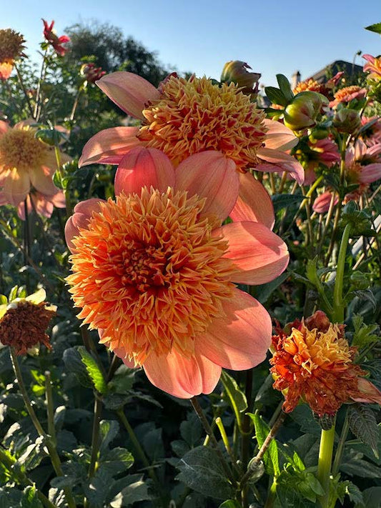 Sandia Brocade | Dahlia Tuber