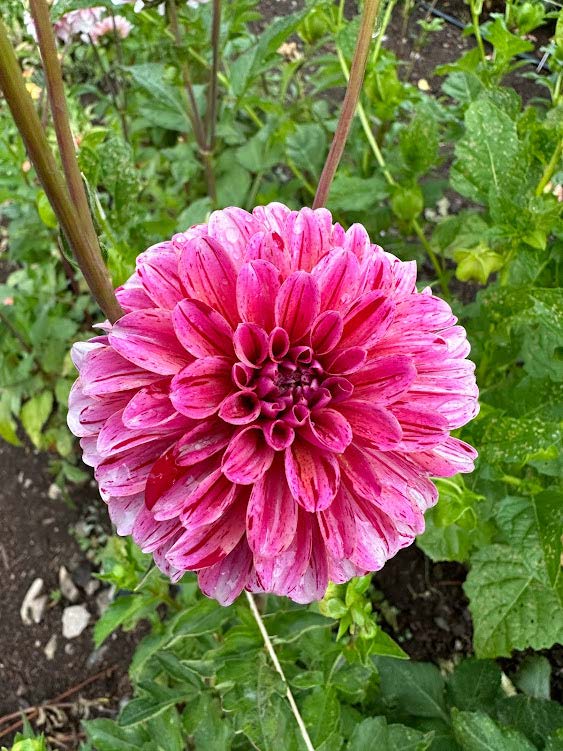 Strawberry Cream | Dahlia Tuber