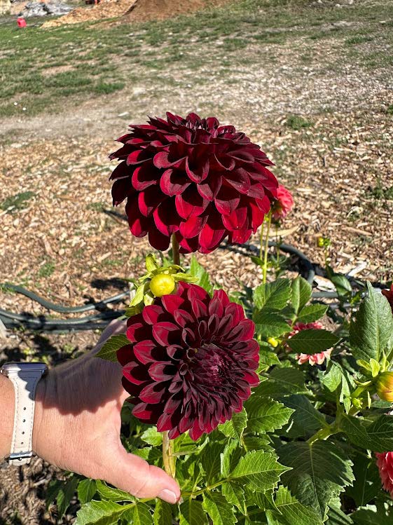 Shadow Cat | Dahlia Tuber – La Finca Flower Farm