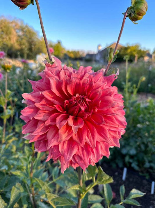 Sierra Glow | Dahlia Tuber